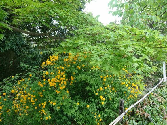 DSC_8300.JPG