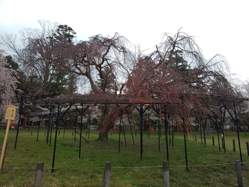 ゲレモバな日々 上賀茂神社 斎王桜